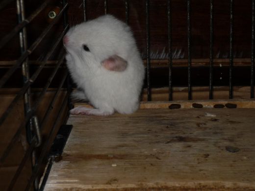 mimi5.jpg