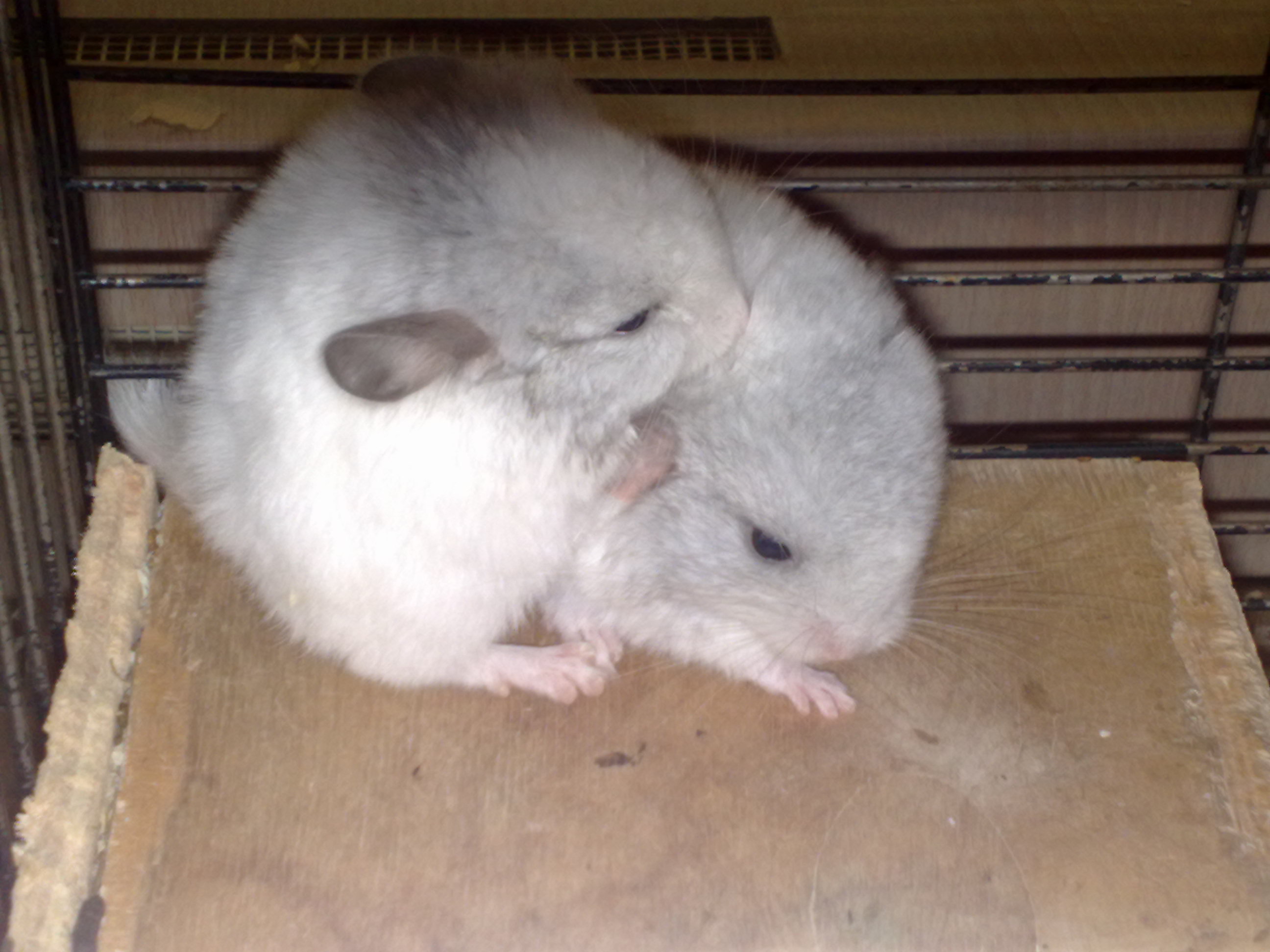 22022009072.jpg